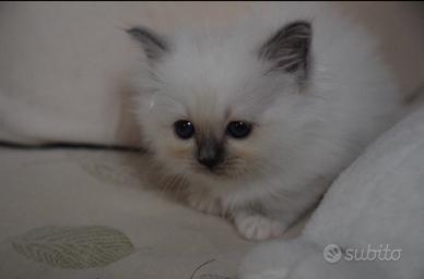 Cuccioli Sacro di Birmania maschi Blu e Cream