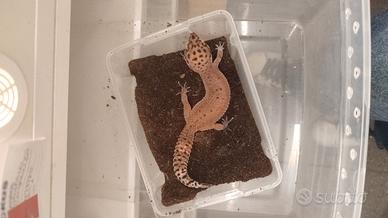 Geco leopardino