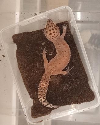 Geco leopardino