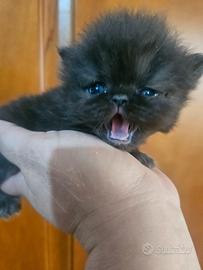 Gatto persiano nero