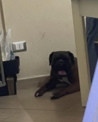 Boxer gigante vecchia geneologia