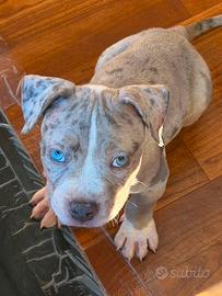 American bully XL