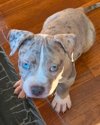 American bully XL