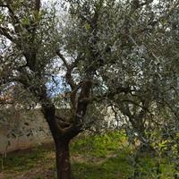 piante ulivi
