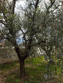 piante ulivi
