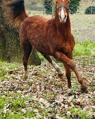 Puledra Quarter Horse