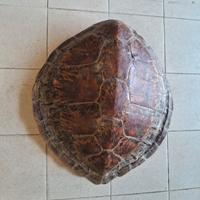Carapace di tartaruga 