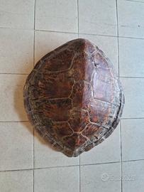 Carapace di tartaruga 