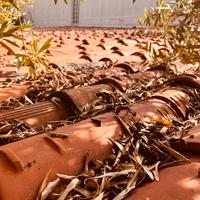 Circa 1000 Tegole in buono stato