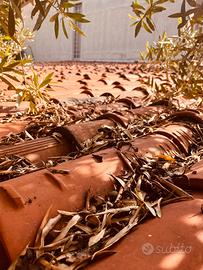 Circa 1000 Tegole in buono stato