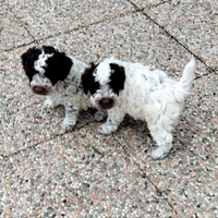 Lagotto Romagnolo