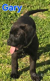 Cane corso