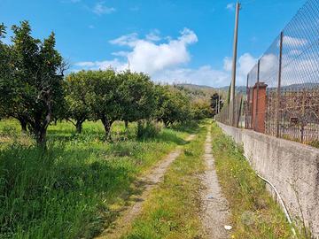 Terreno agricolo con capannone