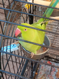 Coppia Parrocchetti dal collare verdi