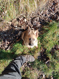 Ultimi 2 cuccioli figli di pastore tedesco