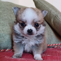 Cucciolo di chihuahua pelo lungo