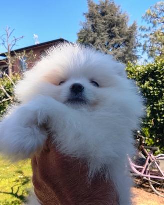 Volpino di pomerania