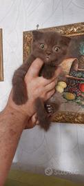 Scottish fold cioccolet