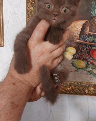 Scottish fold cioccolet