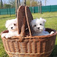 Maltesi con pedigree Enci anche pagamenti a rate