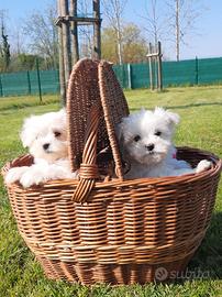 Maltesi con pedigree Enci anche pagamenti a rate