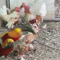 Fagiani e polli ornamentali