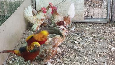 Fagiani e polli ornamentali