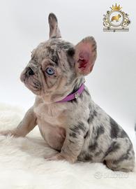 Sublime principessina bulldog francese Lilac merle