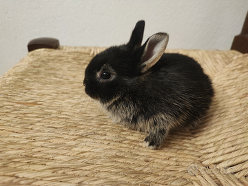 Conigli nani testa di leone