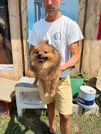 Cucciolo Spitz della Pomerania