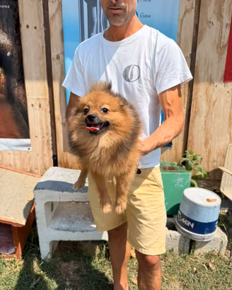 Cucciolo Spitz della Pomerania