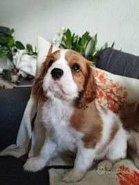 Cavalier King Charles Spaniel cuccioli