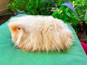 Porcellini d'india cavie di razza