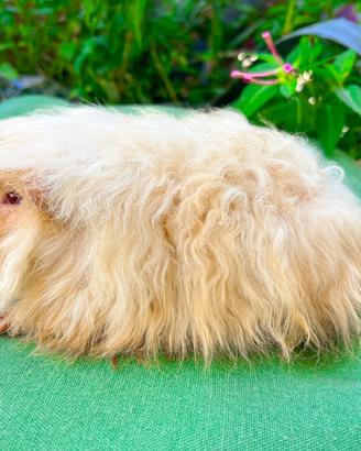 Porcellini d'india cavie di razza