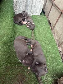 American Staffordshire Terrier (Amstaff)