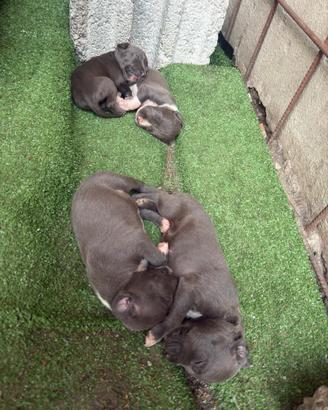 American Staffordshire Terrier (Amstaff)