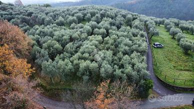 TER. AGRICOLO A PISTOIA