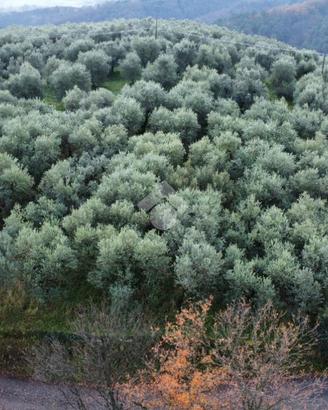 TER. AGRICOLO A PISTOIA