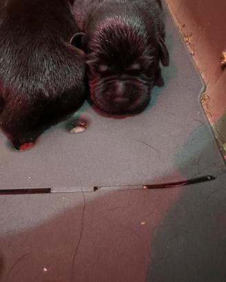 Labrador pedigree expoo