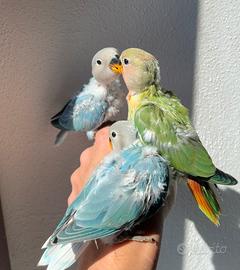 Inseparabili allevati a mano