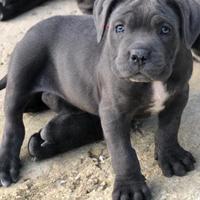 Cuccioli cane corso