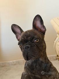 Bulldog francese