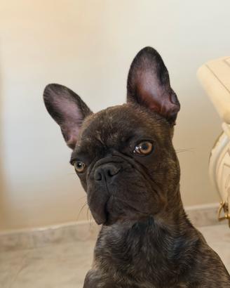 Bulldog francese