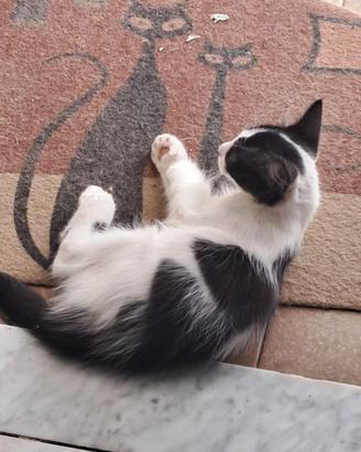 Gattini bianchi e neri , pelosetti