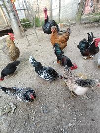 galline nane 