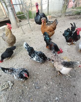 galline nane 