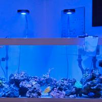 acquario juwel 240 lt  