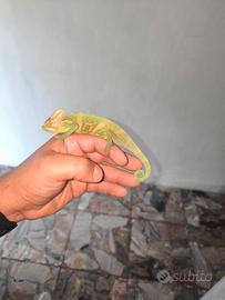 Camaleonte