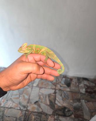 Camaleonte