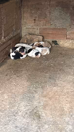 Animali